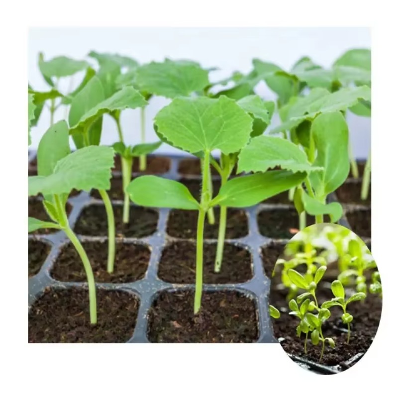 Automatic Plug Tray Seeding Ma – Nursery Plug Tray recenzja i cena